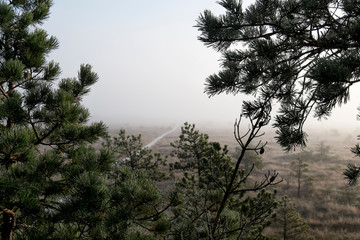 neverending road to swamp and forest