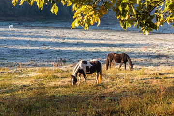 Horses grazing on an early autumn morning in Cades Cove, TN