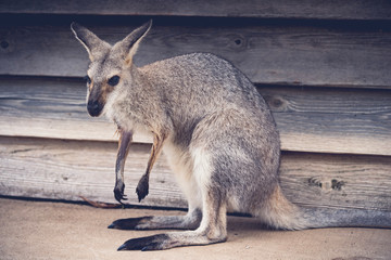 wallaby in australia