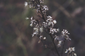 dry offended flower in neutral colors