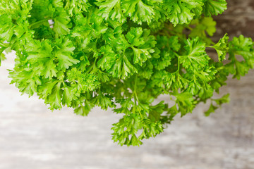 macro of fresh parsley, top view with copy space