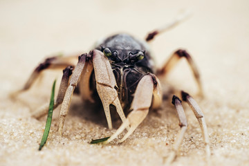 crab on the beach macro