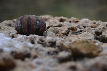 aquarium snail