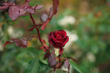  Rose growing in nature covered with dew drops
