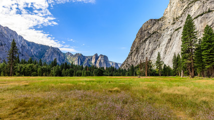 Panorama of wavy grass with tiny purple flowers in a meadow with tall pine trees and mountains near...