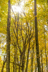 Fototapeta premium Sunshine on tall trees with yellow leaves in autumn