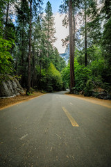 Flat paved road with dotted yellow line off center leading to the center of the picture with tall straight pine trees and rocks on both sides
