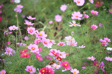日本に咲いているコスモス
