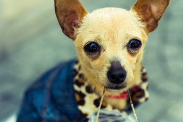 portrait of a cute small dog