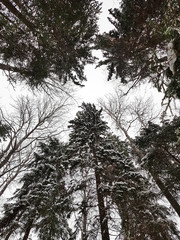 trees in winter
