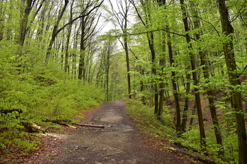 Forest path by a stream in Hungary