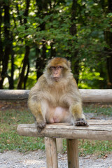 Affe Stimmung Einzeln Hintergrund Tiere