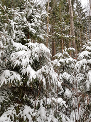 snow covered fir tree