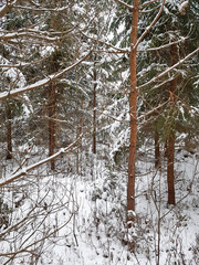 forest in winter