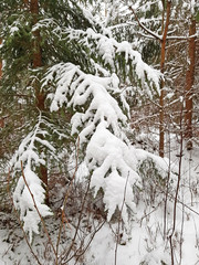 snow covered tree branches