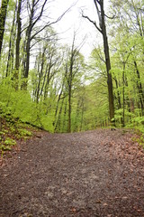 Obraz premium Forest path by a stream in Hungary