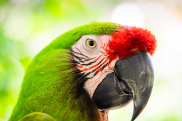 portrait of a green and red parrot