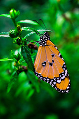 butterfly on flower