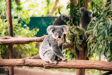 koala on tree trunk © SALTY RIVER