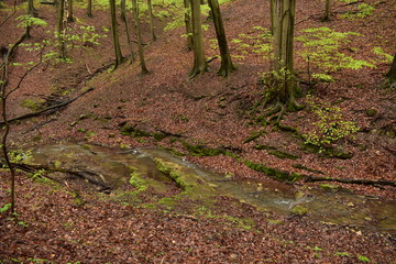 Forest path beside a stream in Hungary, Mecsek, Obanya