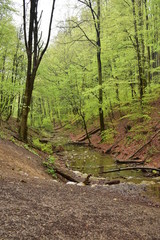 Forest path beside a stream in Hungary, Mecsek, Obanya