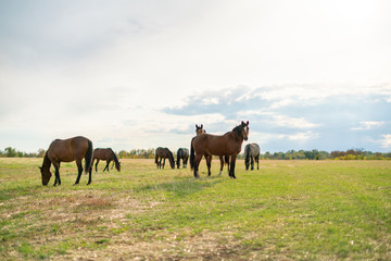panorama view of some horses in the field on summer day, domestic animals concept