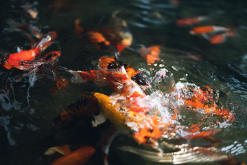 Obraz na płótnie Canvas koi fish in pond they eat fish food