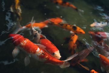 koi fish in pond they eat fish food