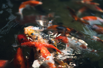 Obraz na płótnie Canvas koi fish in pond they eat fish food