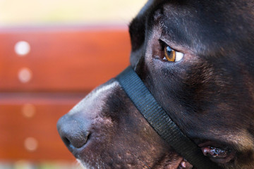 portrait of a black dog
