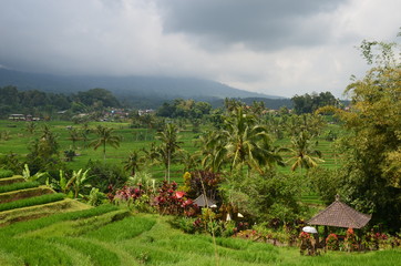 Fototapeta na wymiar Rice fields Bali
