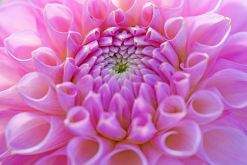 Dahlia flower