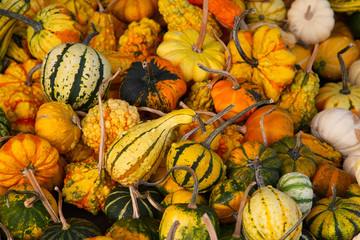 Colorful pumpkins