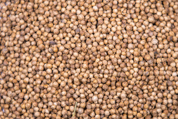 SEMILLA DE CILANTRO