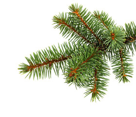 Fir tree branch isolated on white. Pine branch. Christmas decoration.