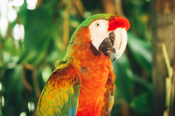 red and green parrot close-up