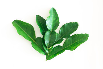 Fresh Green Kaffir Lime Leaves isolated on White Background, ingradient for Asia's food