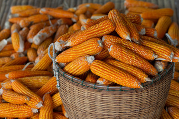 Process harvest Dried corn with bamboo basket
