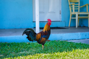 rooster on a front yard in key west