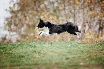 Border collie dog running. Fog morning. Autumn season