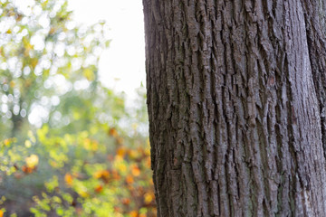 Herbst Baum alt Eiche und Ahorn Weinberg Hintergrund