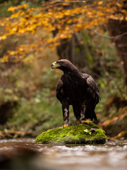 Golden eagle (Aquila chrysaetos) on the rock in creek. Autumn forest in background. Golden eagle portrait. Golden eagle sitting on rock.