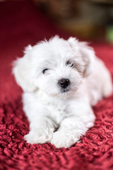 Cute small Maltese puppy lying on the bed