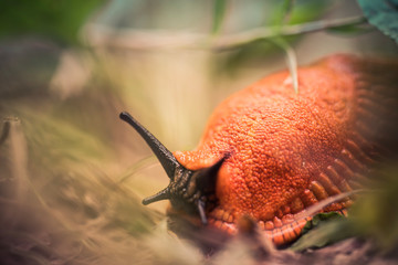macro of snail in the forest