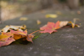 Blätter Herbst auf Stein Altar mit Kreuz 