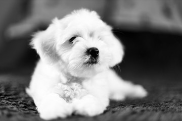 Cute small Maltese puppy lying on the bed