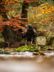 Golden eagle (Aquila chrysaetos) on the rock in creek. Autumn forest in background. Golden eagle portrait. Golden eagle sitting on rock.