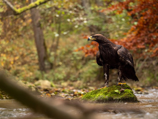 Golden eagle (Aquila chrysaetos) on the rock in creek. Autumn forest in background. Golden eagle portrait. Golden eagle sitting on rock.
