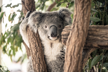 koala in a tree
