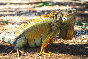 close-up of an iguana on the ground